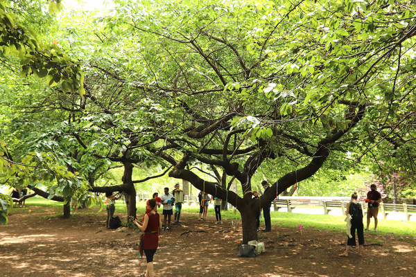 Photo Flash: First Look at Prospect Theater Company's Interactive TREE TALES on May 22 Image