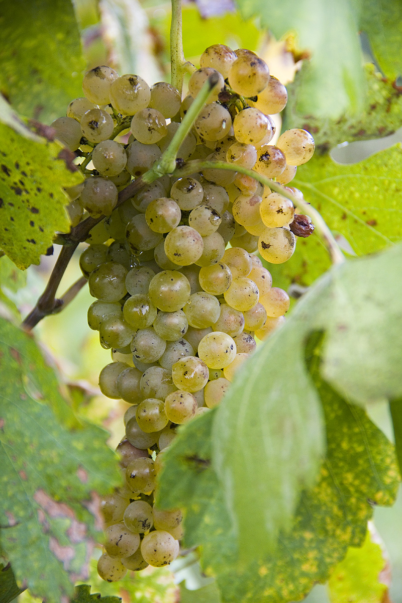 The VINHO VERDE Portuguese Wine Region Produces Outstanding Varietals Image