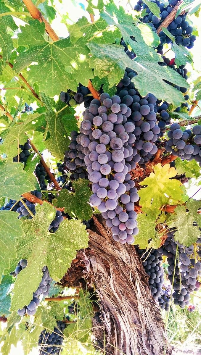 FOPPIANO VINEYARDS Celebrates 125 Years of Wine Production in the Russian River Valley of California Image