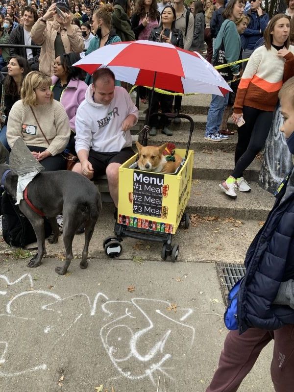 Student Blog: My Favorite NYC Halloween Event, The Halloween Dog Parade 