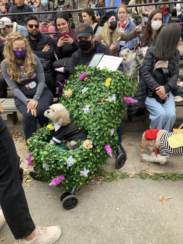 Student Blog: My Favorite NYC Halloween Event, The Halloween Dog Parade 