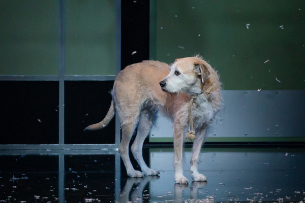 Photos: First Look at ANNIE At Children's Theatre Company 