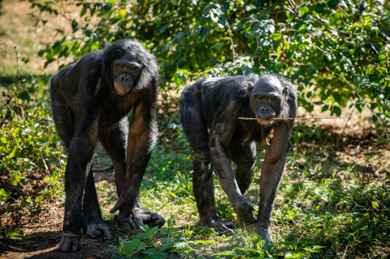 Feature: 'Bonobos to Broadway' - A Special Connection Uniting COME FROM AWAY and the Columbus Zoo Image