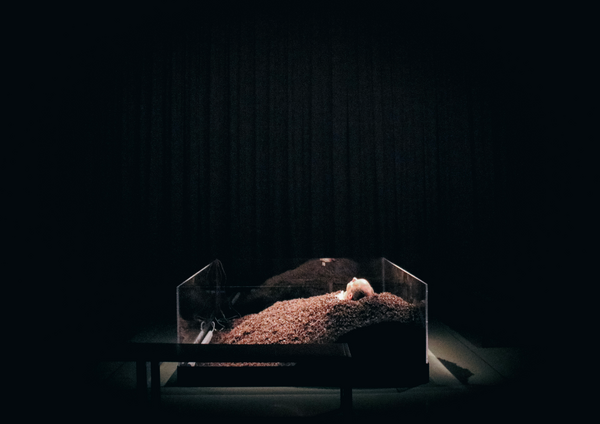 Photos: Nervous Theatre Presents Beckett's TEXTS FOR NOTHING 