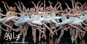 BWW Review: SWAN LAKE at San Francisco Ballet Brings the 2022 Season to a Spectacular Clos Photo