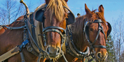 ISLE Theater Company Announces PLAYING MERCURY At Horsepower Farm Photo