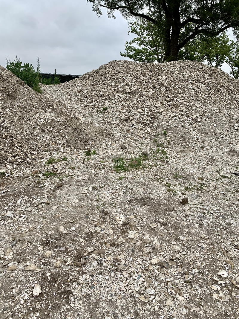 Villa Maria Wine and Billion Oyster Project Image