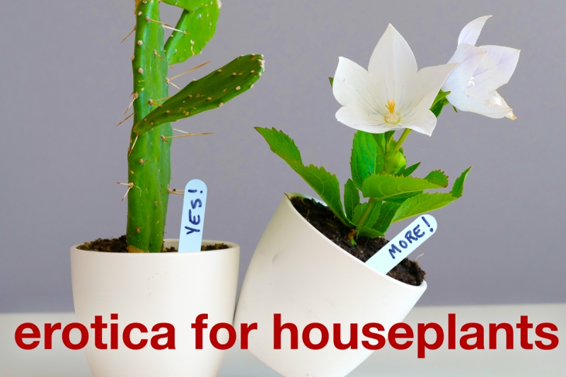 Review: EROTICA FOR HOUSEPLANTS at Mixed Blood Theatre 