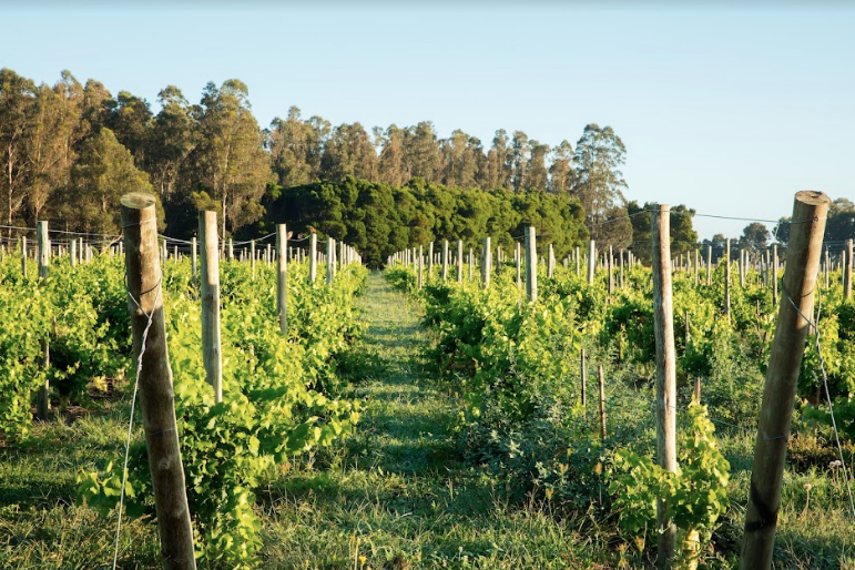 TRAPICHE VINEYARDS Malbec and Cabernet Sauvignon for National Red Wine Day 8/28 Image
