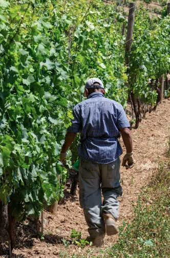FRESCOBALDI-Caring and Inspiring Change While Producing Top Tuscan Wines Image