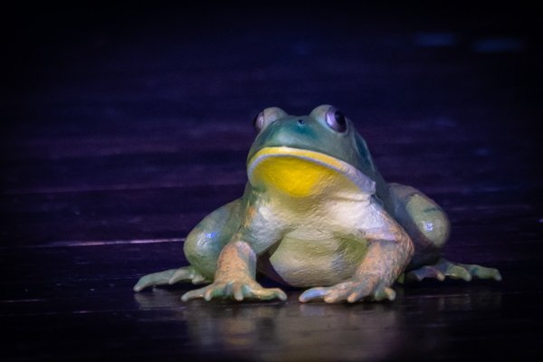 Photos: First look at Worthington Community Theatre's TUCK EVERLASTING Image