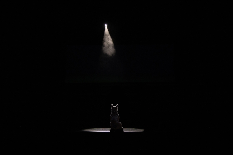 Student Blog: Animals Go To Broadway Image