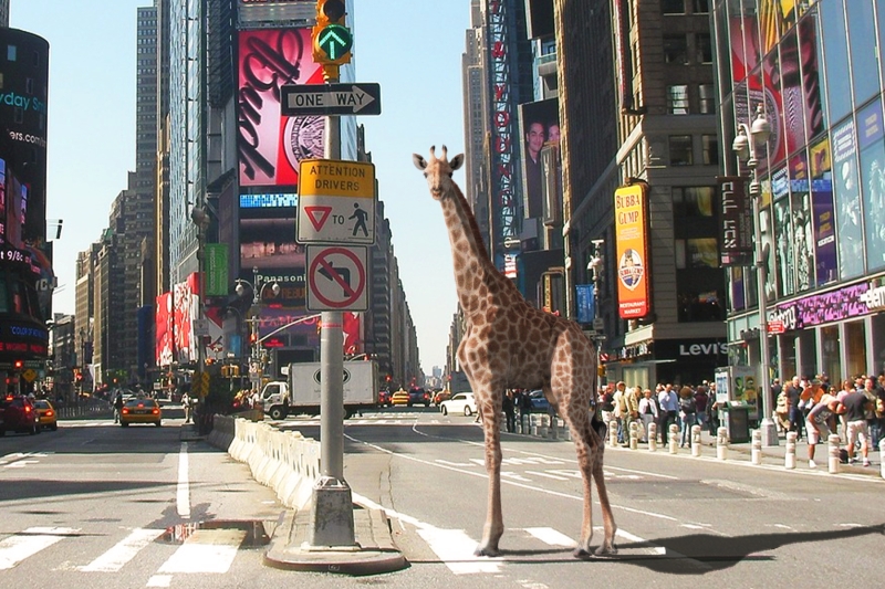 Student Blog: Animals Go To Broadway Image