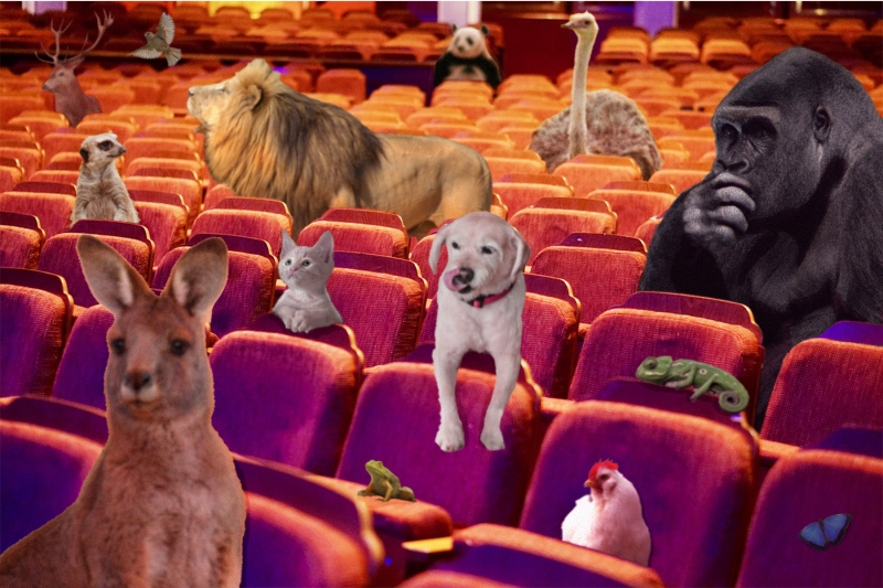 Student Blog: Animals Go To Broadway 