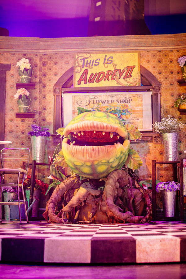 Photos: First Look at LITTLE SHOP OF HORRORS at The Encore Image