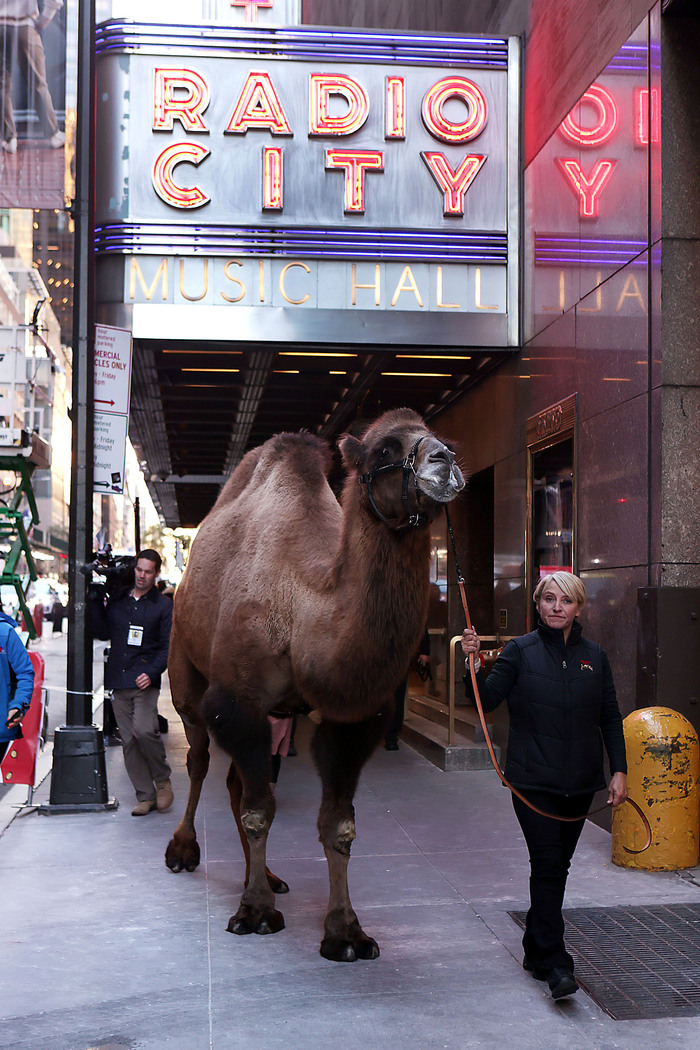 Photos: Cardinal Dolan Blesses the Animals From the 2023 Christmas Spectacular Image