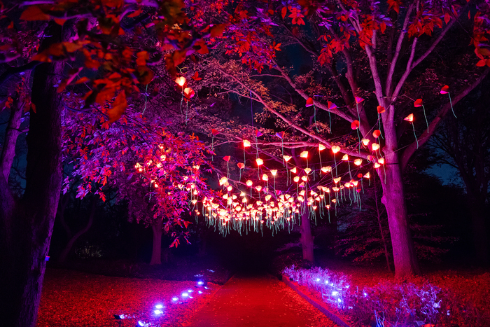 Photos: Brooklyn Botanic Garden's LIGHTSCAPE Opens to the Public Image