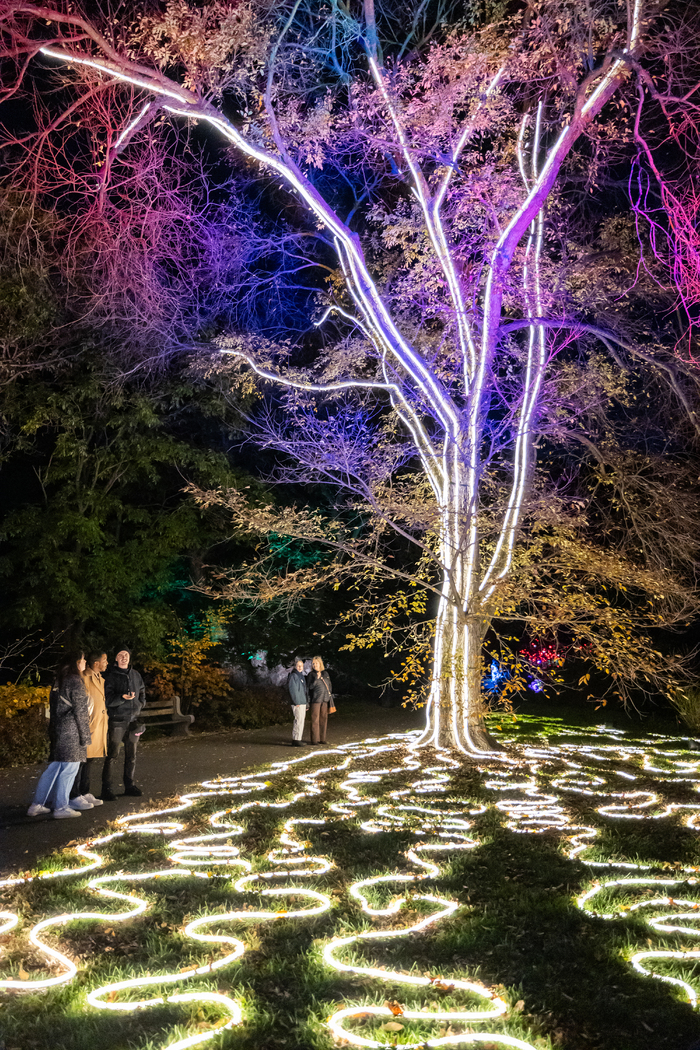 Photos: Brooklyn Botanic Garden's LIGHTSCAPE Opens to the Public Image