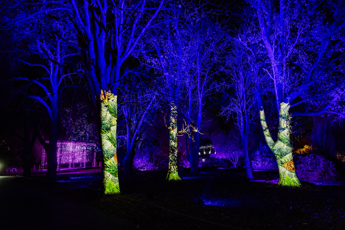 Photos: Brooklyn Botanic Garden's LIGHTSCAPE Opens to the Public Image