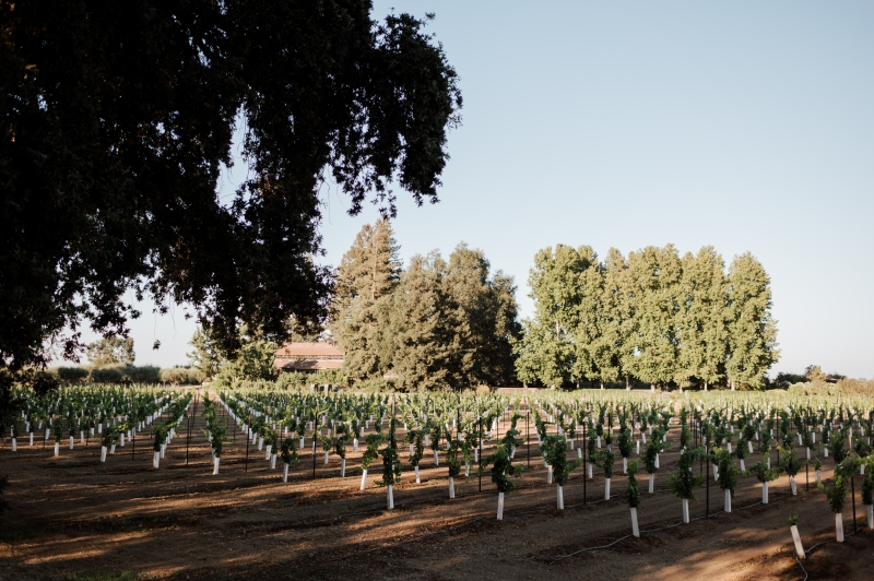 CHILLABLE REDS - Two Outstanding Wines to Savor for Summer Sips Image