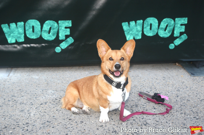 Photos: Hannah Gadsby's WOOF! Opens Off-Broadway Image