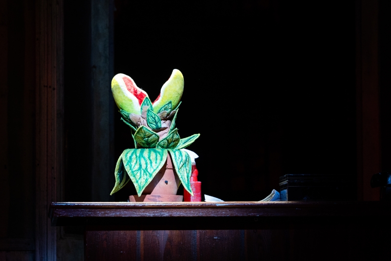 Interview: Mary Kate Moore of LITTLE SHOP OF HORRORS at Theatre Under The Stars Image
