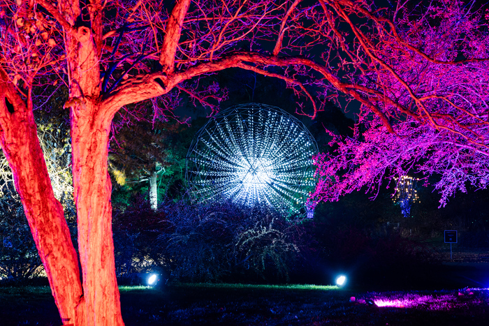 Photos: Brooklyn Botanic Garden's LIGHTSCAPE Image