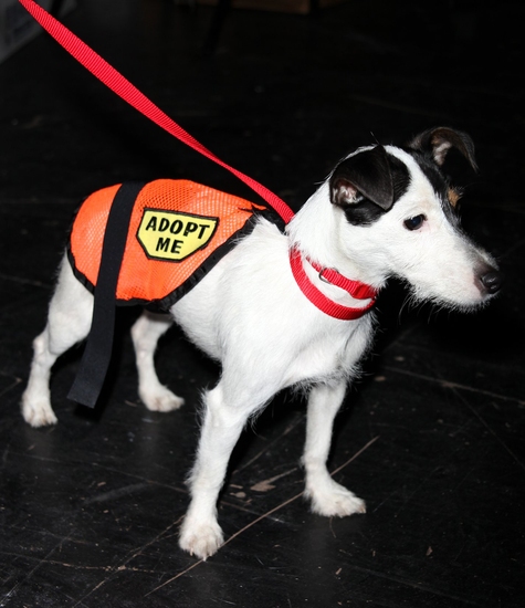 Photo Coverage: BROADWAY BARKS 11 - Backstage Part One Image