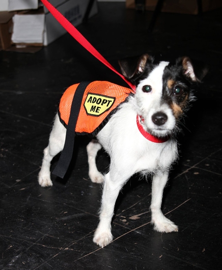 Photo Coverage: BROADWAY BARKS 11 - Backstage Part One Image