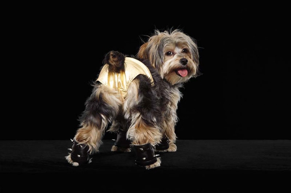 Photo Flash: Out.com Photo Shoot with Broadway Dogs 