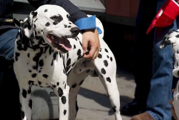 Photo Coverage: 101 DALMATIONS Arrives in New York City 