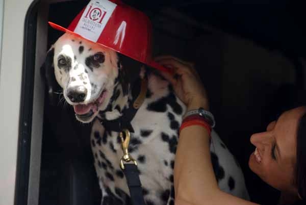 Photo Coverage: 101 DALMATIONS Arrives in New York City Image