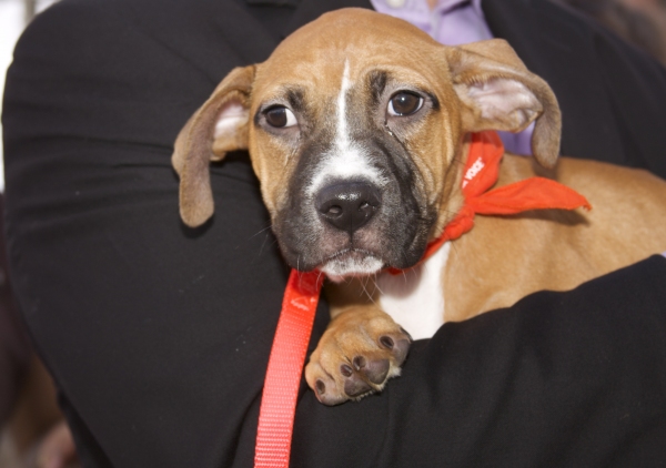Photo Coverage: Peters Promotes Broadway Barks Adopt-A-Thon Image