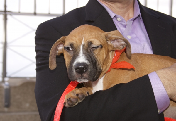 Photo Coverage: Peters Promotes Broadway Barks Adopt-A-Thon Image