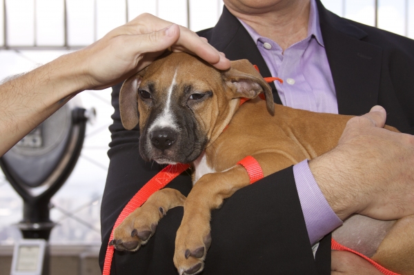 Photo Coverage: Peters Promotes Broadway Barks Adopt-A-Thon Image