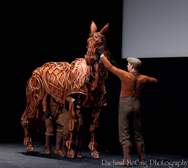 The 'star' of War Horse - Joey Photo