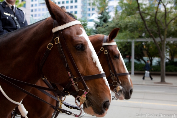 Photo Coverage: WAR HORSE Fan Ticket Giveaway in Toronto Image