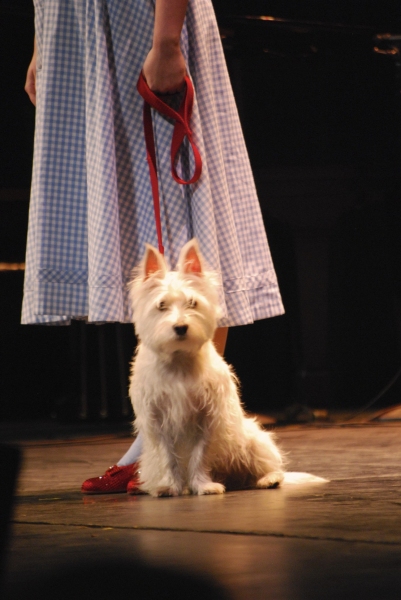 Photo Coverage: Mirvish '12-'13 Season Announcement - Colm Wilkinson, Tony Danza & More! Image