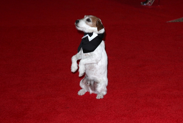 Uggie  Photo