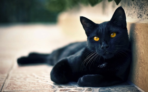 Black Cat Profile Photo
